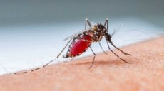 26 de agosto dia internacional contra el dengue