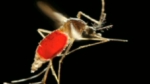 Alarma en el Caribe, Centroamérica y EE.UU. por el avance del virus chikungunya