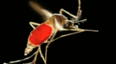 Alarma en el Caribe, Centroamérica y EE.UU. por el avance del virus chikungunya