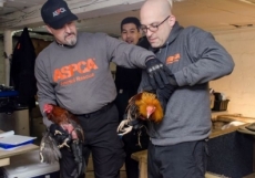 Arrestan a 70 en redada contra peleas de gallos en NY