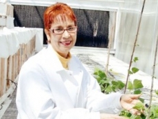 Baja en RD el consumo de habichuelas en un 60%