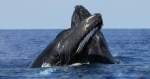 Ballenas jorobadas están amenazadas