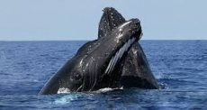 Ballenas jorobadas están amenazadas