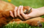 Beneficios de tener mascotas para nuestra salud