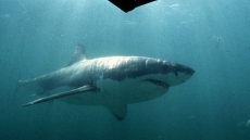 Capturan a la madre de todos los tiburones blancos: 5 metros y 1,6 toneladas