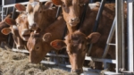 Cerdo, pollo o res: ¿qué carne hay que comer para ser más ecológicos?