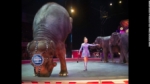 Ciudad de México prohíbe el uso de animales en los circos