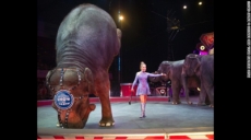 Ciudad de México prohíbe el uso de animales en los circos