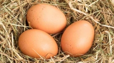 ¿Cómo saber si los huevos están frescos?