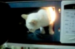 Condenan a catorce semanas de cárcel a británica que mató a su gato en el microondas