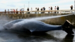 Corte de la ONU ordena a Japón detener la caza de ballenas