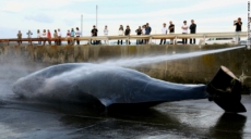 Corte de la ONU ordena a Japón detener la caza de ballenas