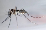 Cuatro diferencias entre dengue y chikungunya que debes conocer para no confundirlas.