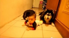 Dos perros enseñan a un bebé a gatear por el pasillo