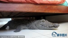 Durmiendo con un cocodrilo debajo de la cama