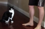 El abrazo de un gatito que te matará de ternura.