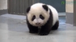 El bebé panda que no quiere irse a dormir