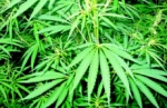 El cannabis combatiría los efectos del estrés postraumático