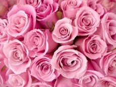 El color rosa no existe
