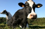 El granjero se quedaba sin leche porque sus vacas eran...¡las forzadas estrellas de una película porno!