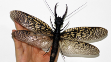 El insecto alado más grande y escalofriante del mundo
