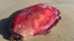 El misterioso monstruo marino que nadie sabe qué es