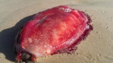 El misterioso monstruo marino que nadie sabe qué es