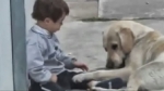 El perro y el niño con síndrome de Down que conmueve la web.