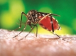 El vicepresidente del Colegio Médico advierte que el virus Chikungunya podría extenderse a todo el país