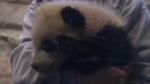 El Zoológico de Washington presenta la panda bebé 'Bao Bao'