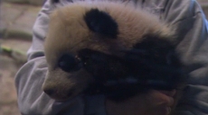 El Zoológico de Washington presenta la panda bebé 'Bao Bao'