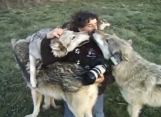 Emocionante video de la comunión entre fotógrafo y lobos