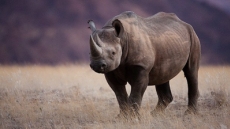 En EE.UU. subastan por 350.000 dólares un permiso de caza de un rinoceronte en Namibia