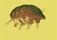 Encuentran nuevo tipo de animal en ámbar dominicano que vivió hace 30 millones de años