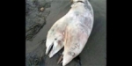 Encuentran un delfín de dos cabezas en una playa turca