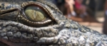 Épica pelea entre serpiente y cocodrilo