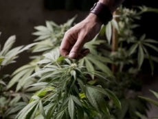 Francia autoriza medicamento derivado de marihuana