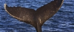 Hallan nueva especie de ballena
