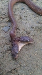 Hallan serpiente con dos cabezas