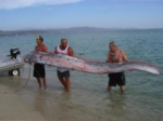 Hallan serpiente marina gigante en California