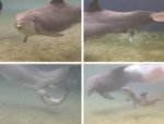 ¿Has visto alguna vez el nacimiento de una cría de delfin?
