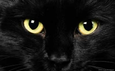 Hombre guardaba 50 gatos muertos en su nevera