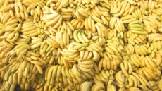 Hongo mortal amenaza con destruir los cultivos mundiales de banana