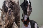 Increíble transformación de un perro vagabundo rescatado en Canadá