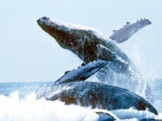 Inicia la temporada de observación de ballenas en Samaná
