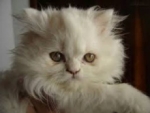 Irán podría enviar un gato persa al espacio
