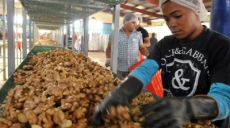 Jengibre de Bayaguana será exportado a Europa