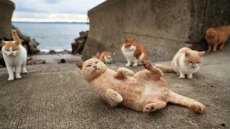 La desconcertante «Isla de los gatos» de Japón