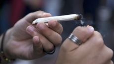 La marihuana lleva a las células cancerígenas al suicidio