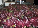 La Nasa planea cultivar vegetales en el espacio